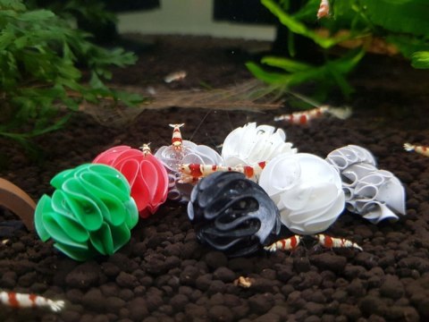 Baby Shrimp Shelters Czerwony 20 szt