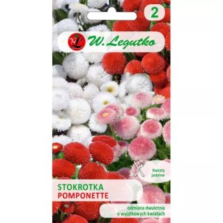 Stokrotka pospolita 'Pomponette' - mieszanka odmian W.Legutko