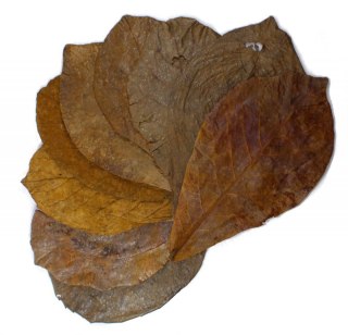 Tantora Cattapa Leaves Liście Ketapang XL 10Szt.