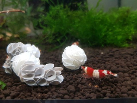Baby Shrimp Shelters Biały 1 szt super schronienie