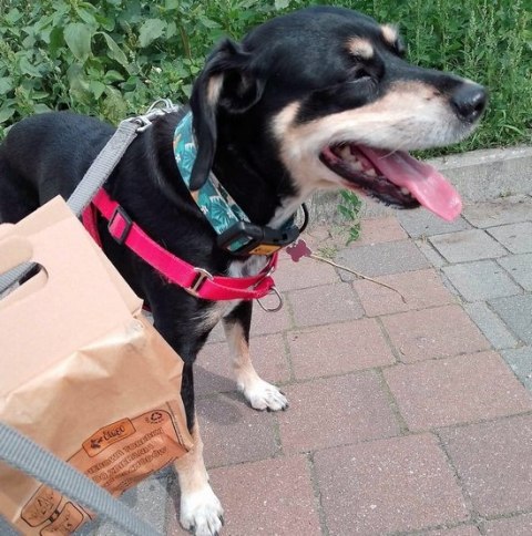 Dingo Papierowe torebki (woreczki) na psie odchody 10szt