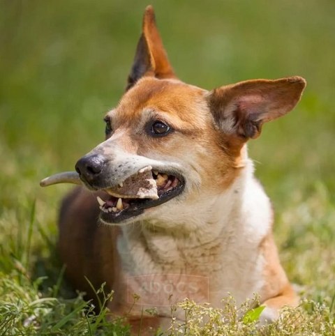4DOGS Gryzak z poroża XS hard