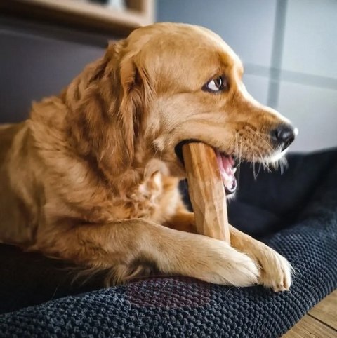 4DOGS Gryzak z drzewa oliwnego S