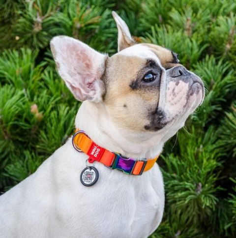 Collar WauDog Recycled Obroża nylonowa z QR-paszportem, gradient XL 25mm x 37-58cm pomarańczowy