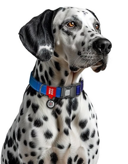 Collar WauDog Nylon Mono Obroża nylonowa odblaskowa z QR-paszportem, plastikowy fastex, L 25mm/33-49cm niebieska
